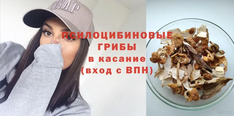 магазин продажи наркотиков  Белокуриха  Псилоцибиновые грибы Psilocybe 